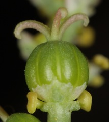 Stillingia treculiana