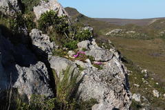 Lampranthus ceriseus