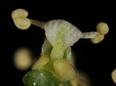 Stillingia treculiana