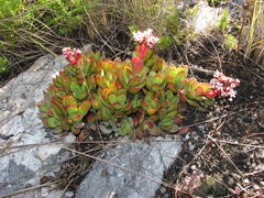 Crassula rubricaulis