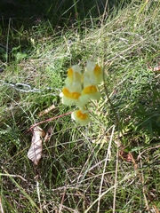 Linaria vulgaris