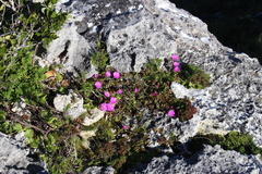 Lampranthus ceriseus