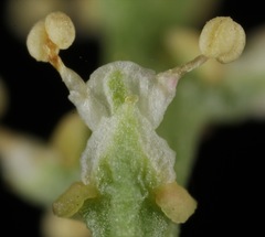 Stillingia treculiana
