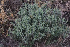 Stillingia treculiana
