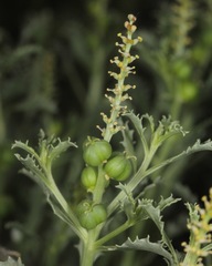 Stillingia treculiana