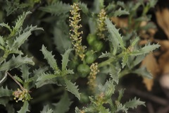 Stillingia treculiana