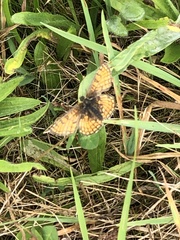 Melitaea parthenoides