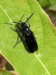 Scolia dubia