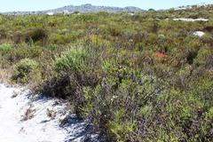 Roella amplexicaulis