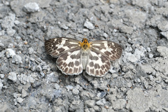 Abraximorpha davidii