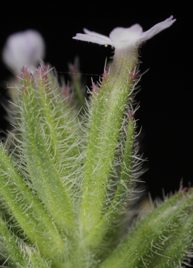 Beaked Mock Vervain
