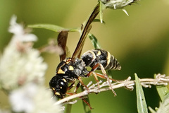 Stenodynerus fundatiformis