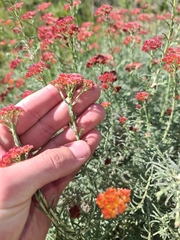 Helichrysum rutilans