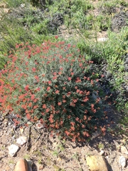 Helichrysum rutilans