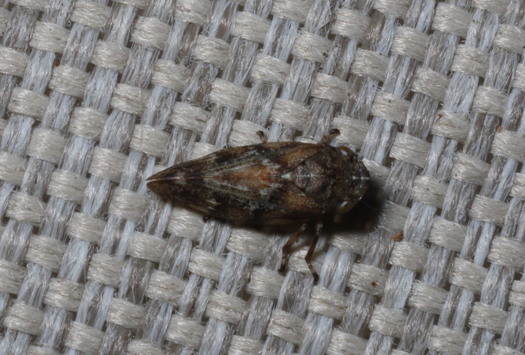 Saratoga spittlebug