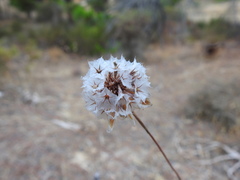 Armeria macrophylla