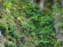 Angelica archangelica litoralis