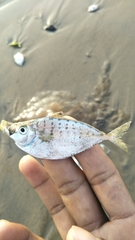 Leiognathidae