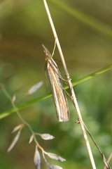 Agriphila latistria