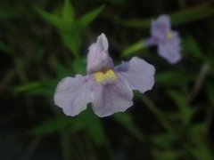 Mimulus alatus