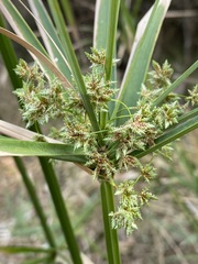 Cyperus sexangularis image