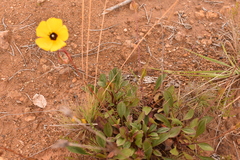 Tuberaria globulariifolia