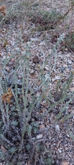 Artemisia cuspidata