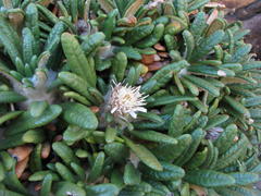 Oldenburgia paradoxa