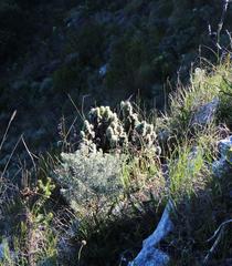 Erica occulta
