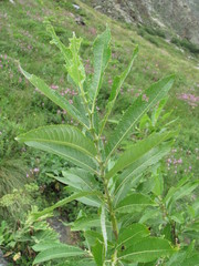 Salix pseudomedemii