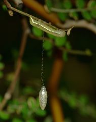 Meteorus pulchricornis