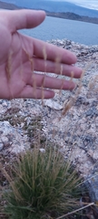 Festuca sibirica