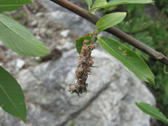 Salix pseudomedemii