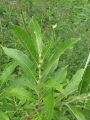 Salix pseudomedemii
