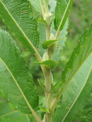 Salix pseudomedemii