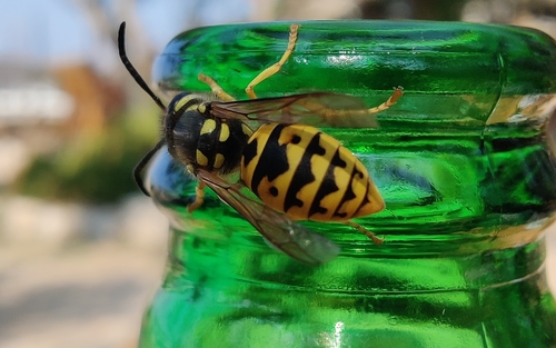 osa útočná (Vespula germanica)