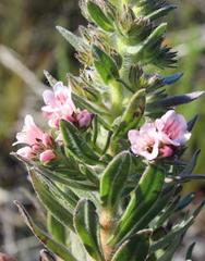 Lobostemon curvifolius