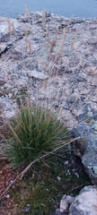 Festuca sibirica