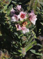 Lobostemon curvifolius
