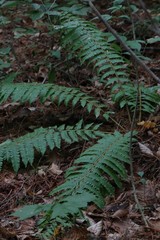 Dryopteris crassirhizoma