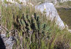 Lobostemon curvifolius