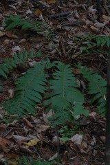 Dryopteris crassirhizoma