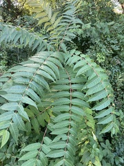 Ailanthus altissima