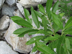 Salix pseudomedemii