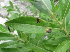 Salix pseudomedemii