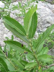 Salix pseudomedemii
