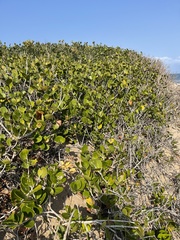 Eugenia capensis capensis