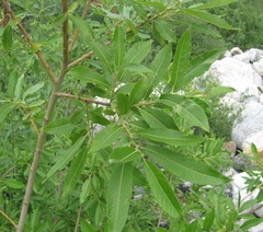 Salix pseudomedemii