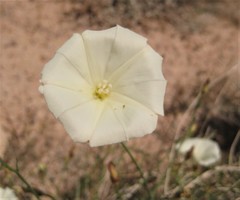Calystegia longipes