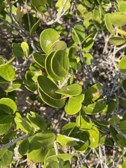 Eugenia capensis capensis